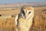 Conserving the Barn Owls in the Jordan Valley