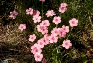 Pink flax