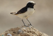 Mourning wheatear