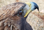 Saving the Golden Eagle..a social success story