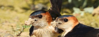 Red -rumped swallow