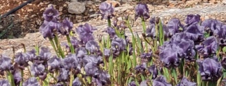 Educational Events and Raising Awareness Through the Iris - the Palestinian National Plant