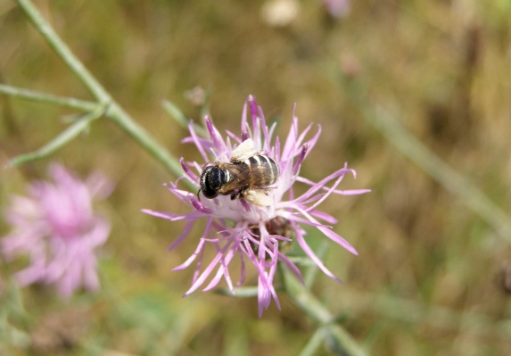 Mining bees - Genus Camptopoeum