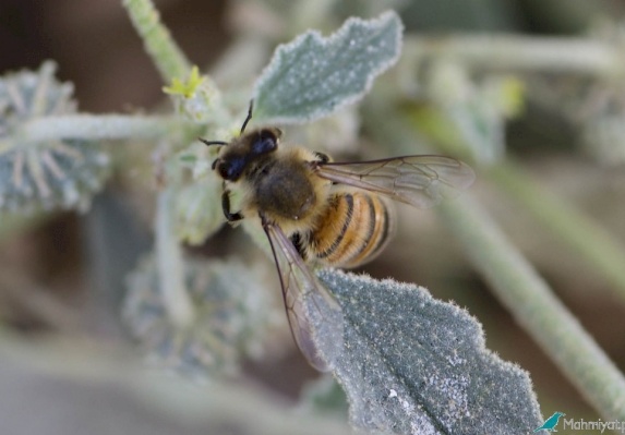 European Honey bee