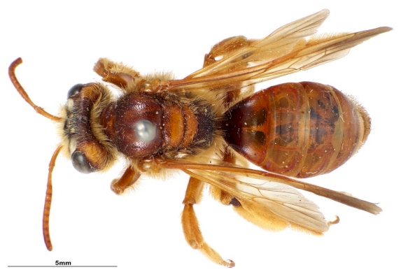 Andrena fuscosa 