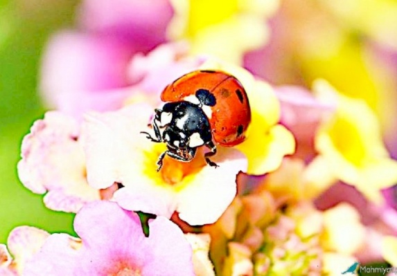 Ladybird- Coccinella spp. 