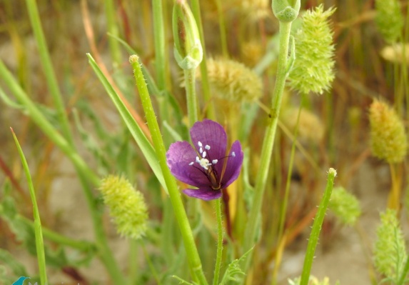 Violet horned-poppy