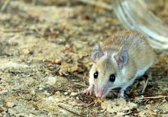 Eastern spiny mouse