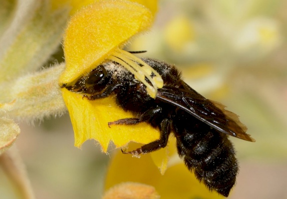 Black mortar bee