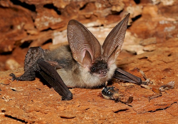 خفاش رمادي طويل الأذن