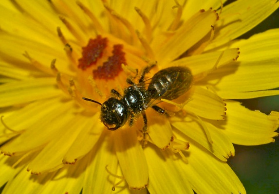 Shaggy bees - Genus Panurgus