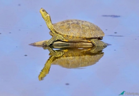 Western Caspian Turtle