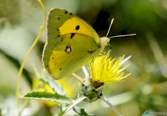 The Clouded Yellow