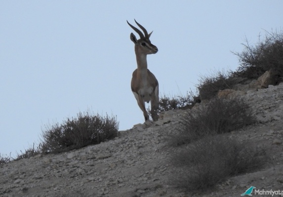 Mountain gazelle