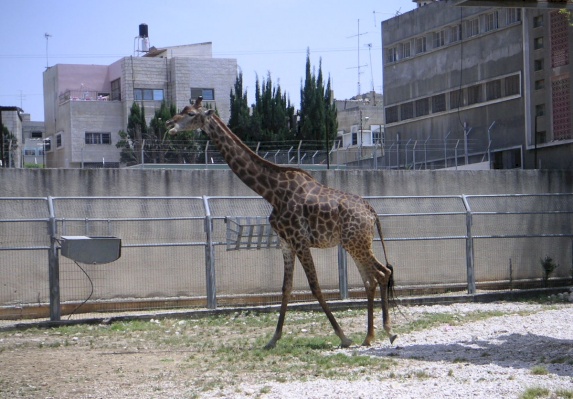 Qalqilya Zoo 