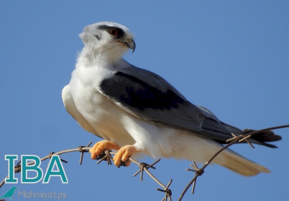 Al-Muquatta valley- Birds hotspot