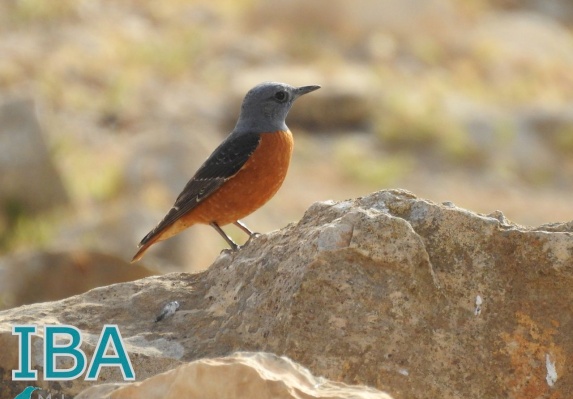 مار سابا - وادي قدرون - مناطق مهمة للطيور
