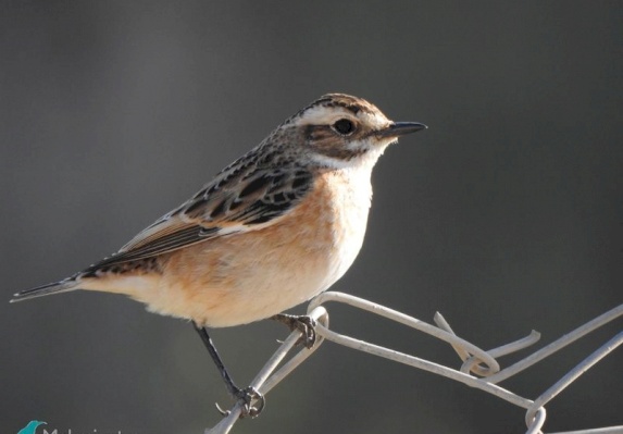 Whinchat 