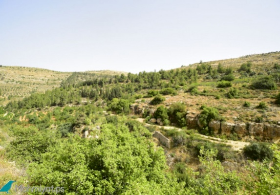محميات فلسطين يحتفي باليوم الدولي للغابات والأشجار افتراضيا لنشر الوعي بأهميتها