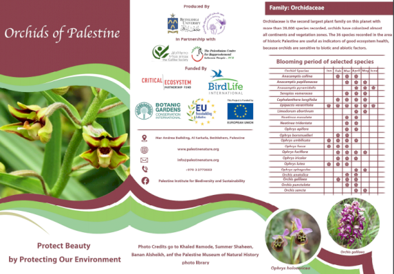 Orchids of Palestine _PMNH