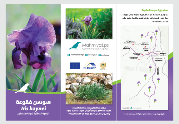 Iris haynei: The national flower of Palestine