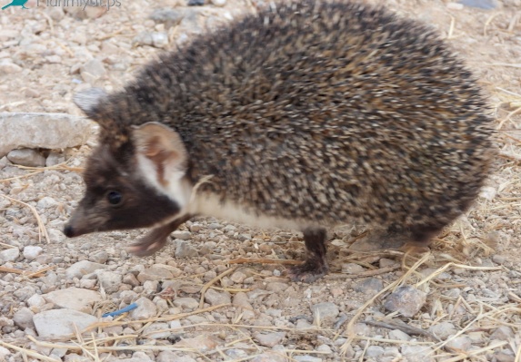 Ethiopian Hedgehog